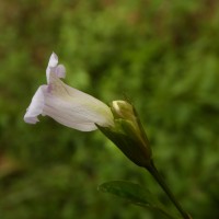 Strobilanthes deflexa T.Anderson